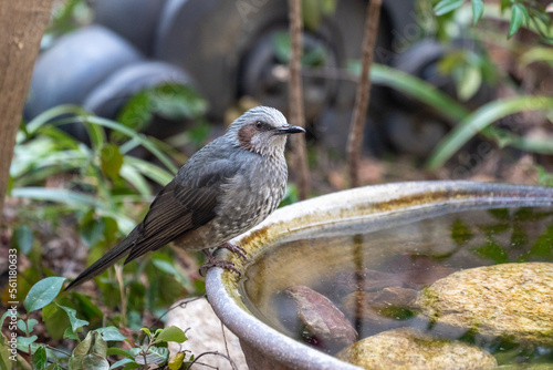 水鉢にヒヨドリ