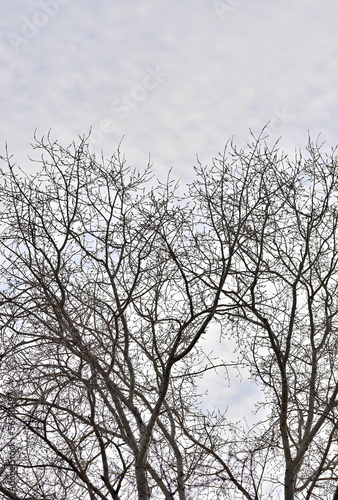 Trees without leaves against a cloudy sky on a winter day