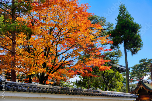 京都、相国寺境内の紅葉