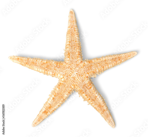Starfish Decorations or ocean mollusk. Underwater life photo