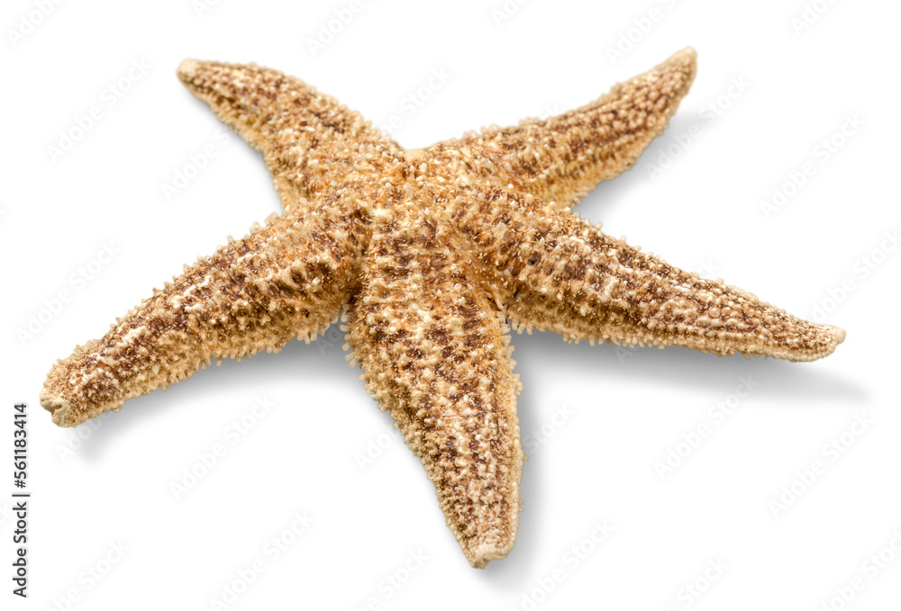 Starfish Decorations or ocean mollusk. Underwater life Starfish Decorations or ocean mollusk. Underwater life