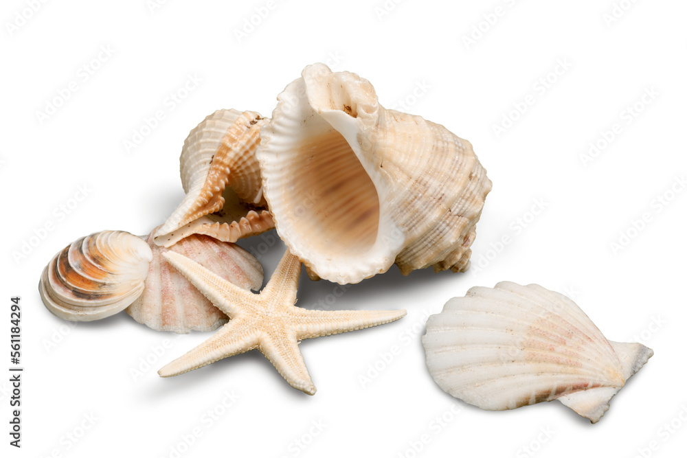 Decorations of seashell or ocean mollusk. Underwater life - obrazy, fototapety, plakaty 
