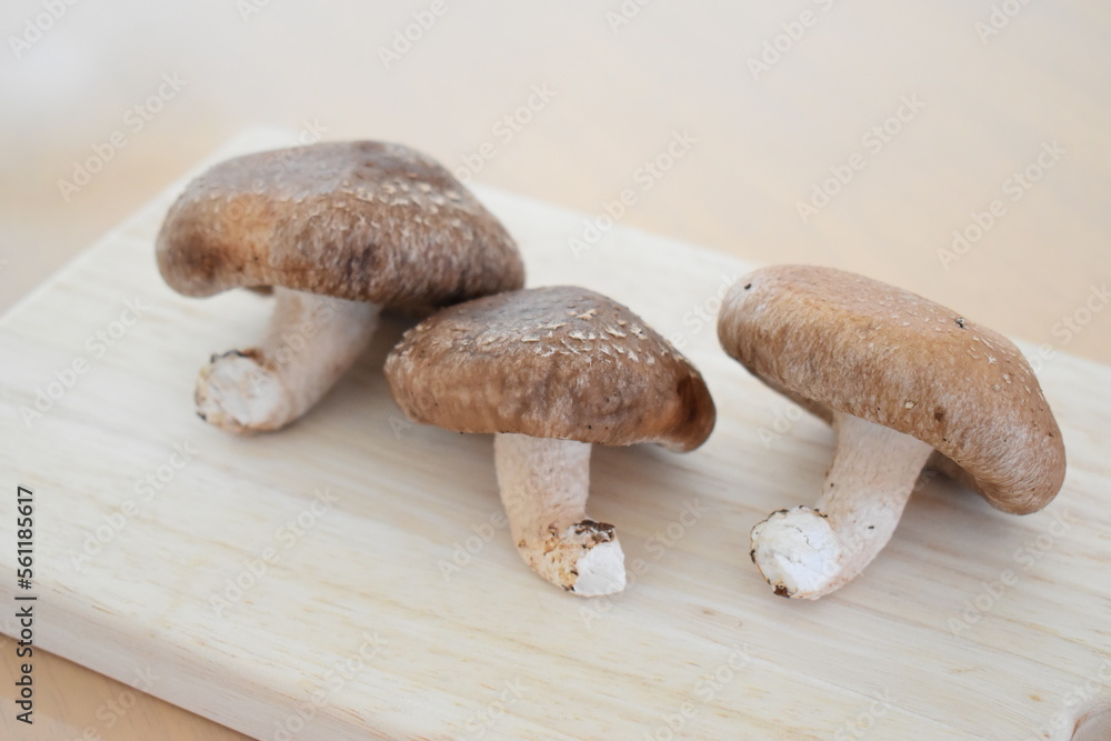 椎茸 椎茸