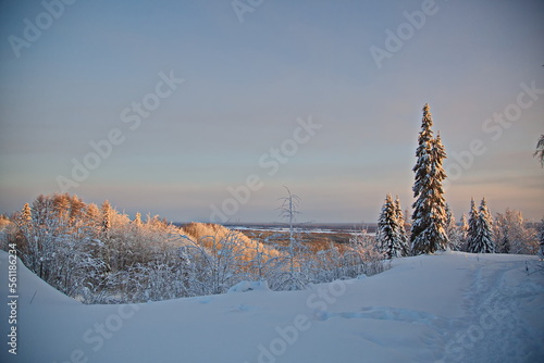 Winter forest in the Russian north. © Олег Раков