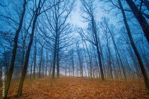 Autumn deciduous forest in foggy weather covered with fallen yellow leaves