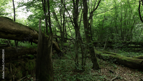 Tourist path in the deciduous forest. Berendeyevo kingdom, Russia, Lazarevskoe, Sochi