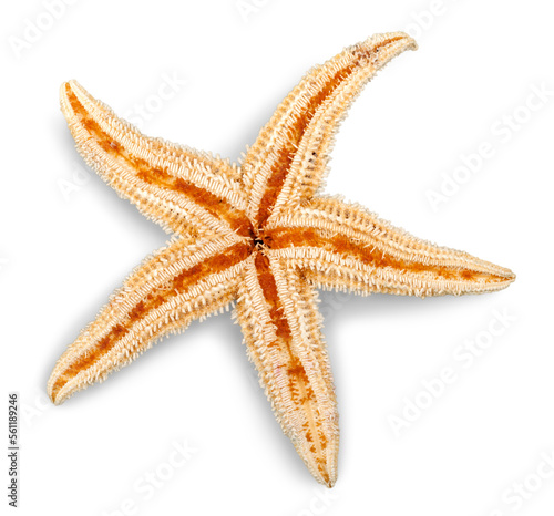 Beauty sea starfish