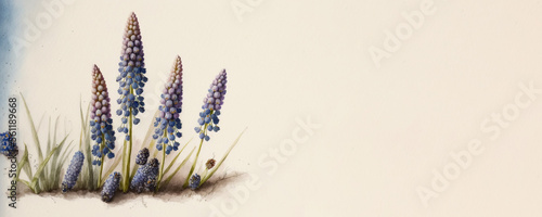 Grape hyacinth, Muscari - Watercolour (Generative Art)