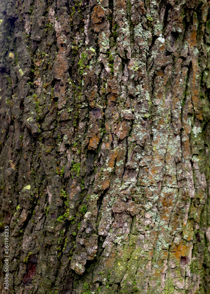 Wooden background, bark of an old tree, texture. Tree close-up. Wet bark after rain Wooden background, bark of an old tree, texture. Tree close-up. Wet bark after rain