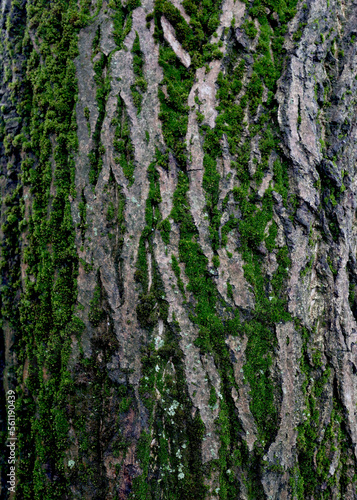 Wooden background  bark of an old tree  texture. Tree close-up. Wet bark after rain