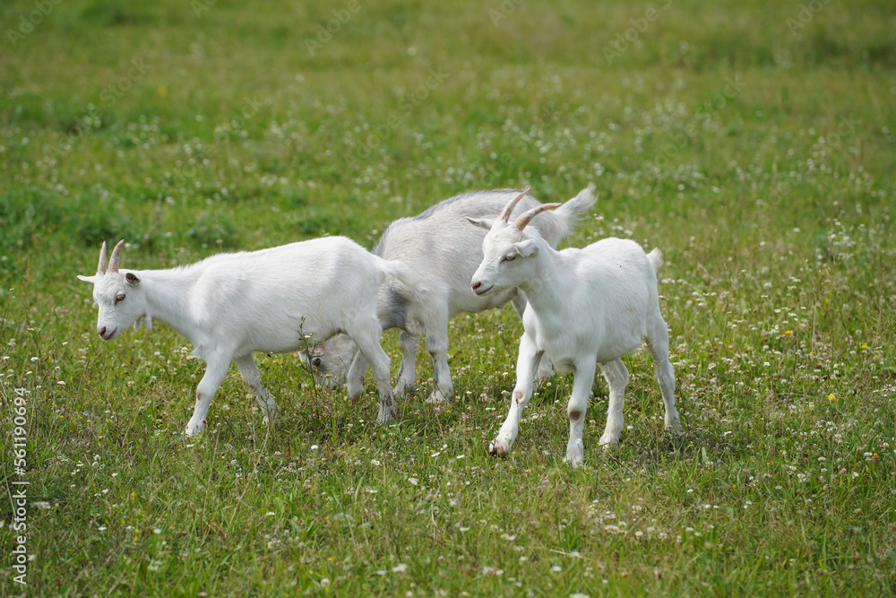 Three white goats came out on a blooming green meadow Three white goats came out on a blooming green meadow