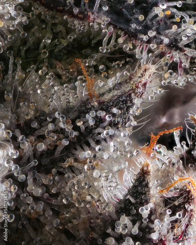 Focus stacked macro shot of cannabis trichomes