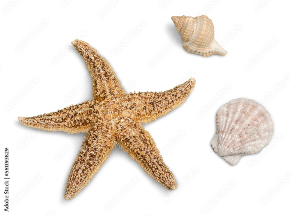 Starfish and Seashells Isolaated Starfish and Seashells Isolaated
