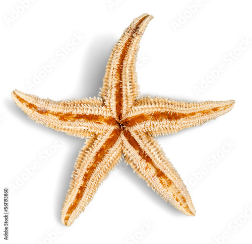 Starfish Isolated