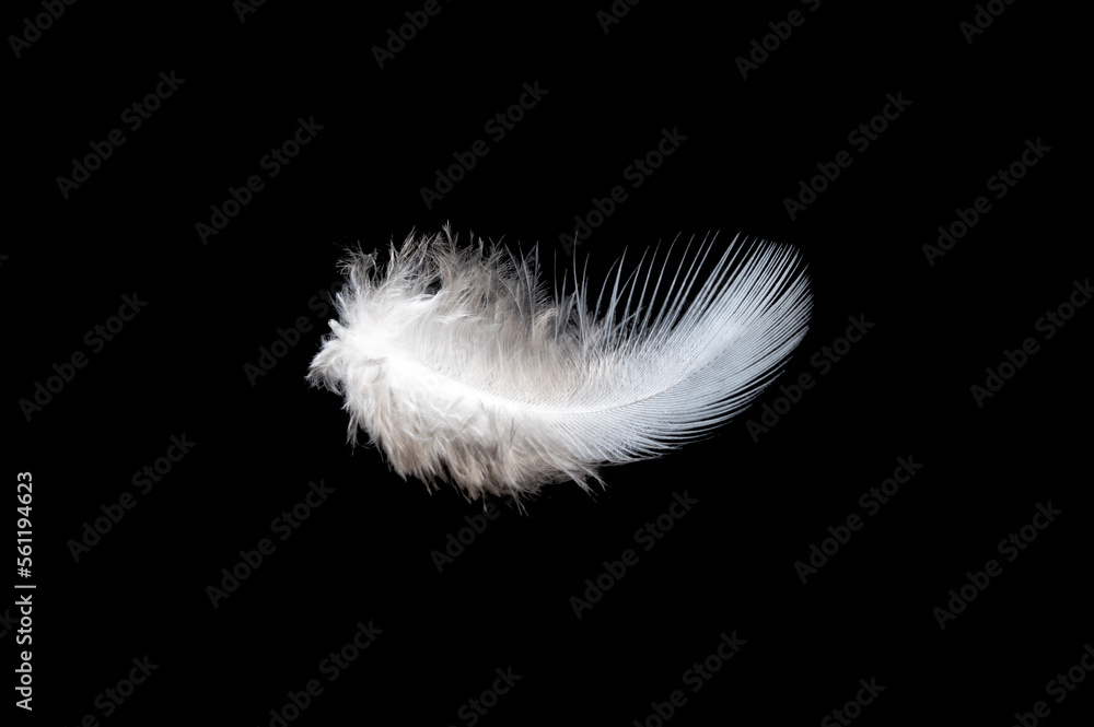 Obraz premium White feather on black background, isolate
