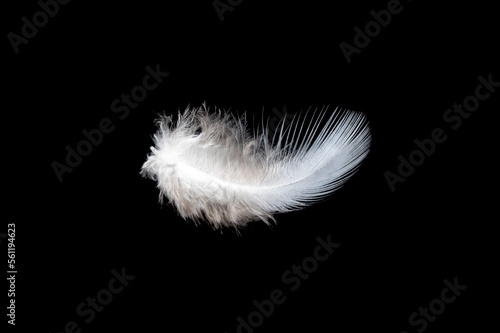 White feather on black background, isolate