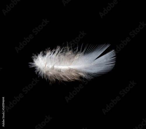 White feather on black background, isolate