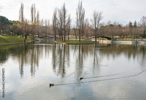 Public park with large lake that reflects the trees in the water while the ducks swim relaxed.