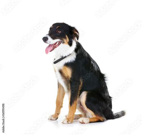 Border collie, pet and dog sitting on studio background, backdrop and mockup space. Dogs, loyalty and pets on white background waiting for attention, playing or training of cute friendly puppy animal