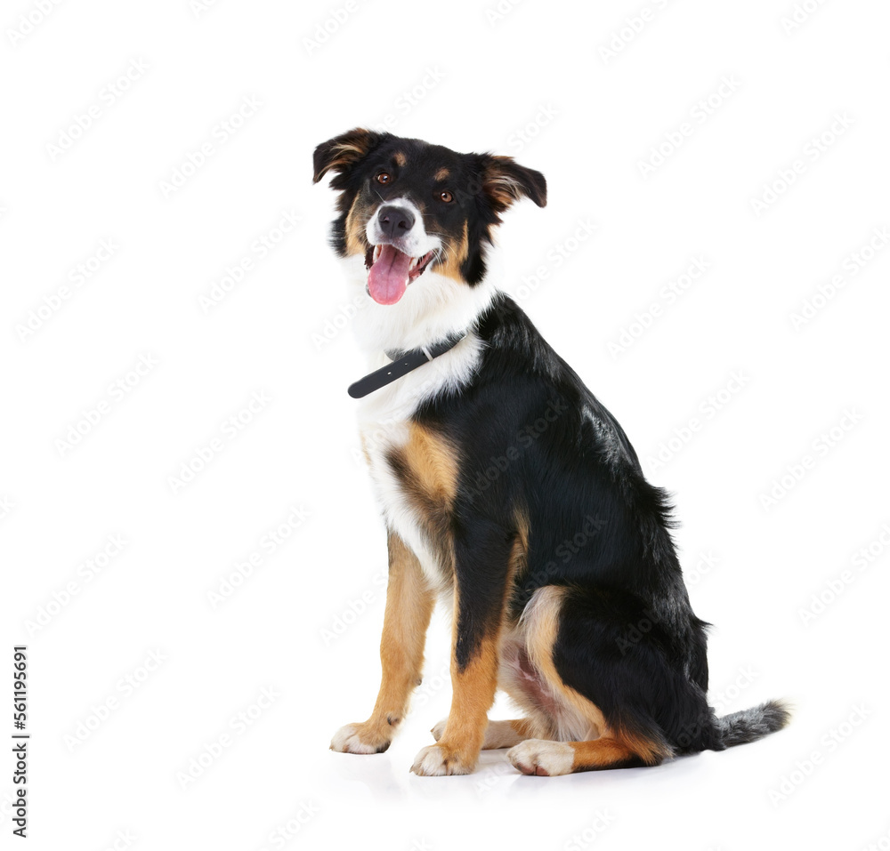 Border collie, pet and portrait of dog in studio, white background or mockup space. Happy dogs, loyalty and pets sitting on studio background for attention, playing or puppy training of smart animals