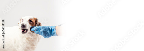 Canvastavla A veterinarian's gloved hand with a stethoscope