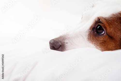 The cute dog lies with his head on the bed. Close-up.