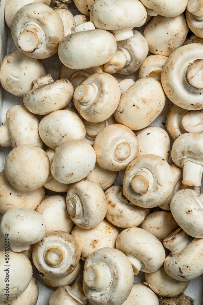 Fresh ripe mushrooms. Fresh ripe mushrooms.