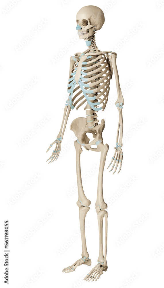 3d rendered medically accurate illustration of a human skeleton. Isolated on transparent background. 3D illustration.