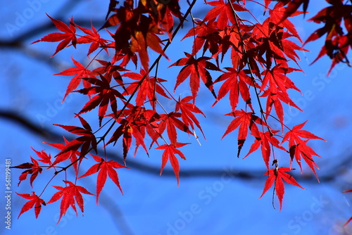 red autumn leaves