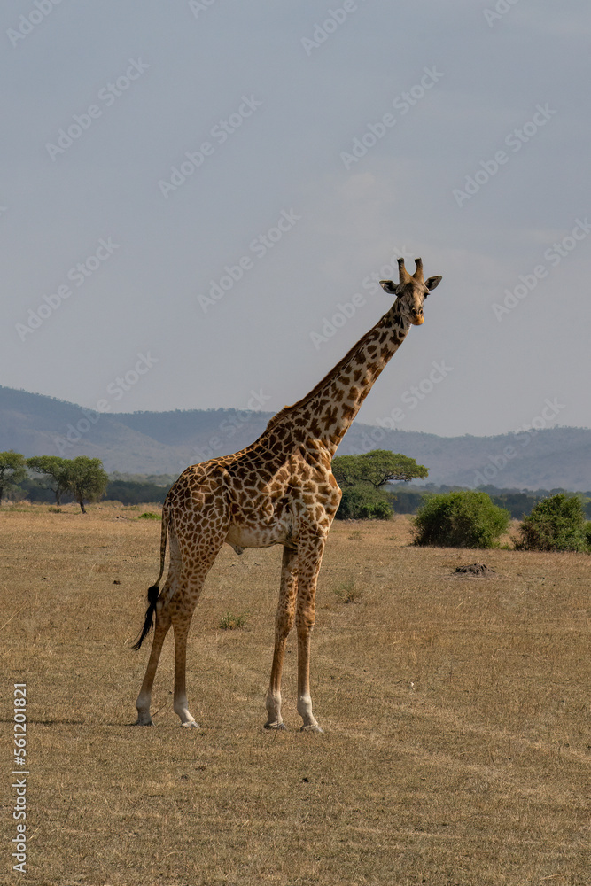Obraz premium A Giraffe in Tanzania