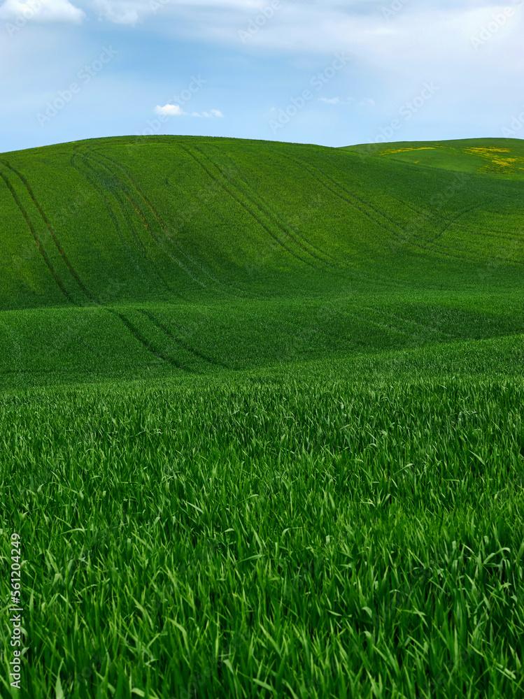 Obraz premium Spring landscape in the rolling hills of Tuscany