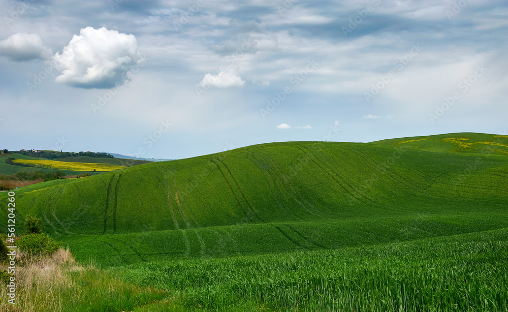 Fototapeta premium Spring landscape in the rolling hills of Tuscany
