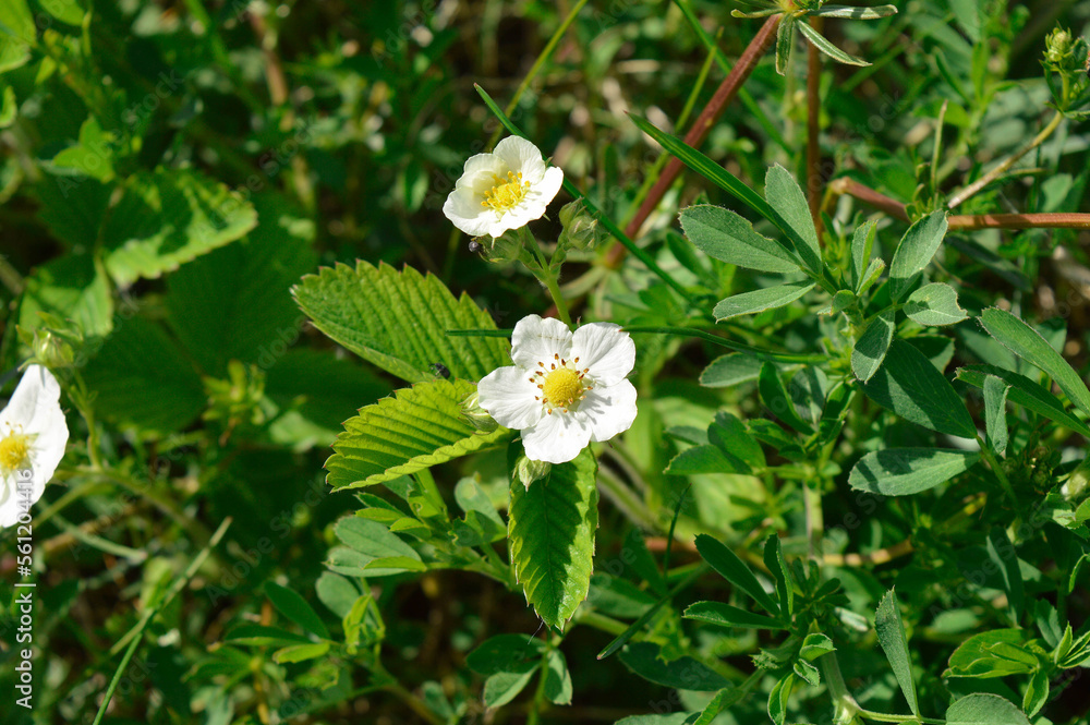 Blooming strawberry bushes. Beautiful summer background of growing strawberry inflorescence. Spring berry garden. Blooming strawberry bushes. Beautiful summer background of growing strawberry inflorescence. Spring berry garden.
