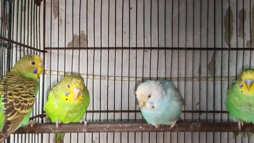 4k footage of Beautiful pigeon in cage on birds market waiting for sell