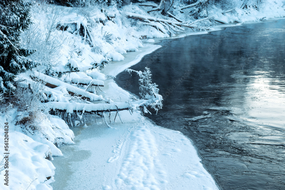 Beautiful winter cold landscape in blue tones, frost on scenic tall grass copse, winter frosty day with frost trees Beautiful winter cold landscape in blue tones, frost on scenic tall grass copse, winter frosty day with frost trees