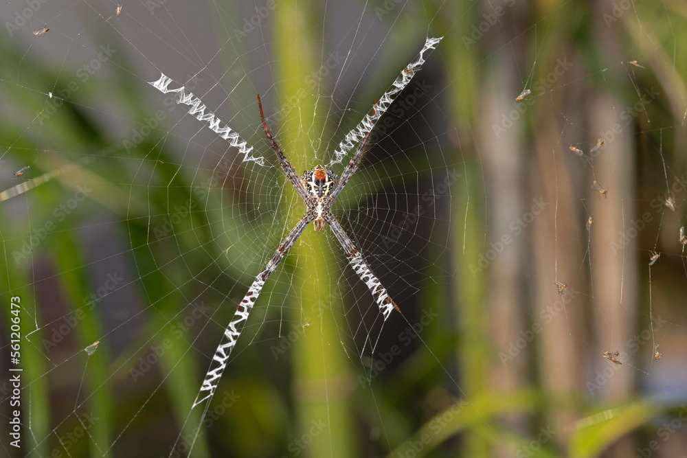 Macro photo of spider on the web with prey. Macro photo of spider on the web with prey.