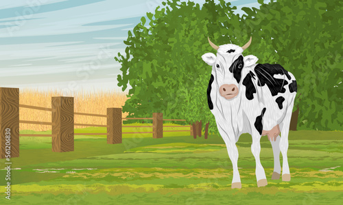 Cow in the pasture. Summer meadow with green grass. Farm and farm animals. Realistic vector landscape