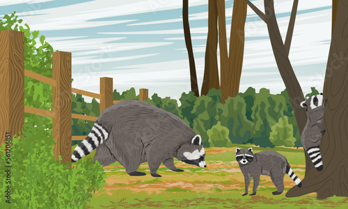 A family of raccoons walks in the backyard. Raccoon cubs climb a tree. Life in the countryside and suburbs. Realistic vector landscape
