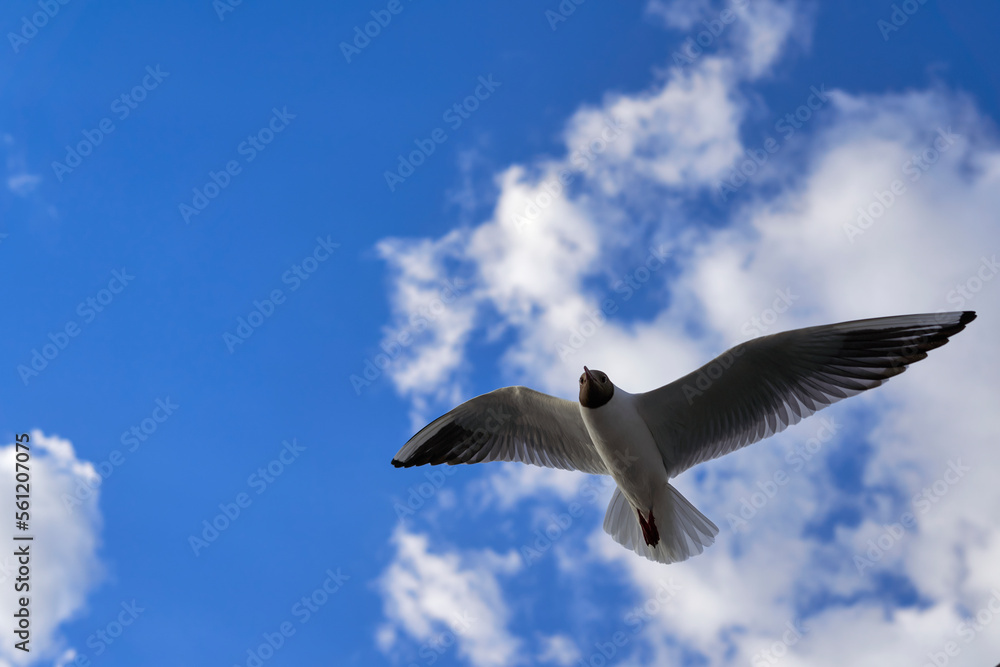 Seagull (Chroicocephalus ridibundus) with stretched wings against blue sky. Coastal bird animal directly from below.