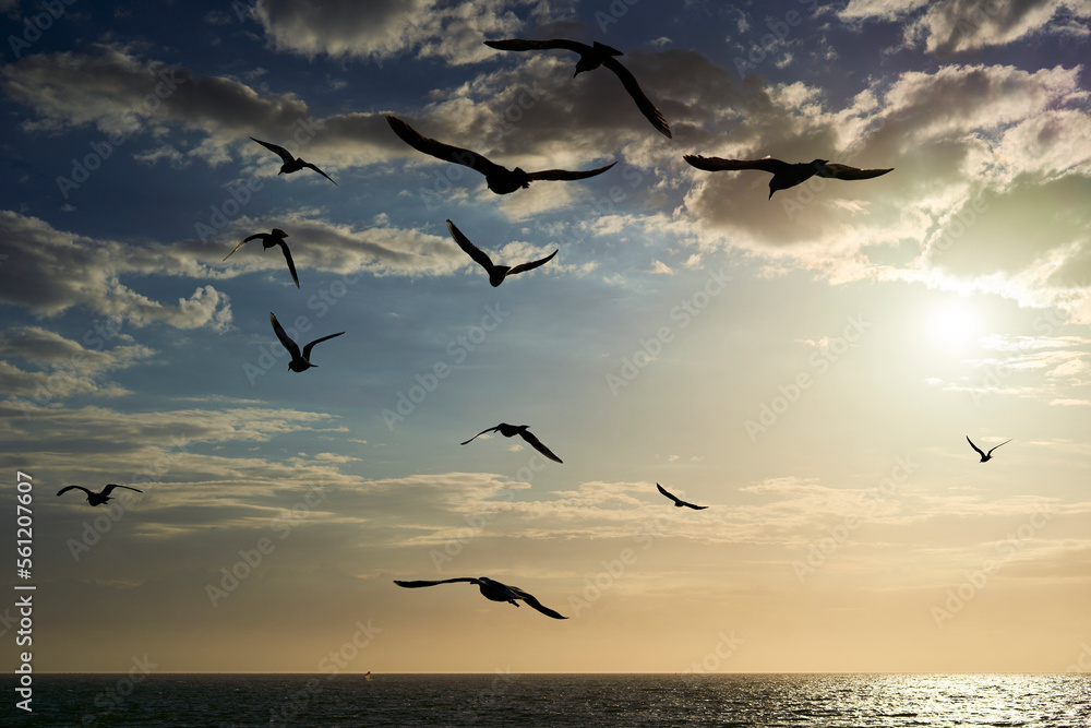 Many shore birds flying over the sea at sunset. Silhouette of gulls animals in the air at dusk, against beautiful blue sky with clouds.