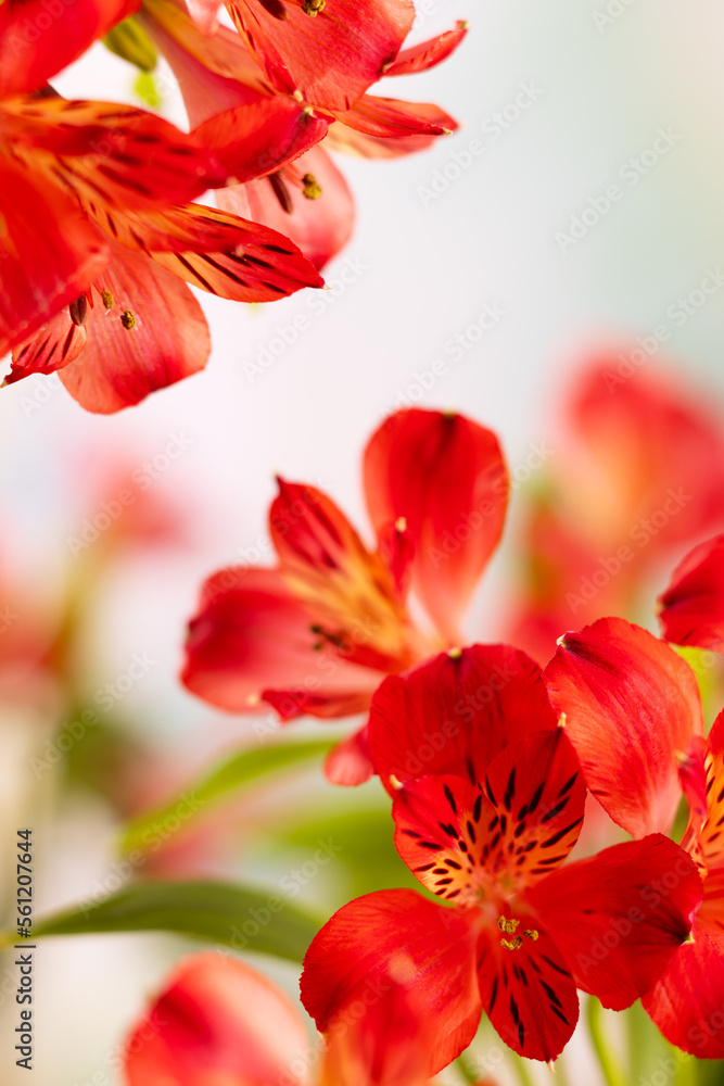Bouquet of red flowers alstroemeria closeup. Bouquet of red flowers alstroemeria closeup.
