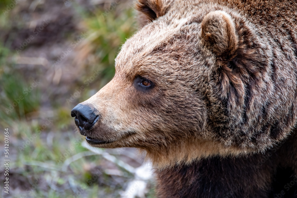 Close up big brown bear in spring forest