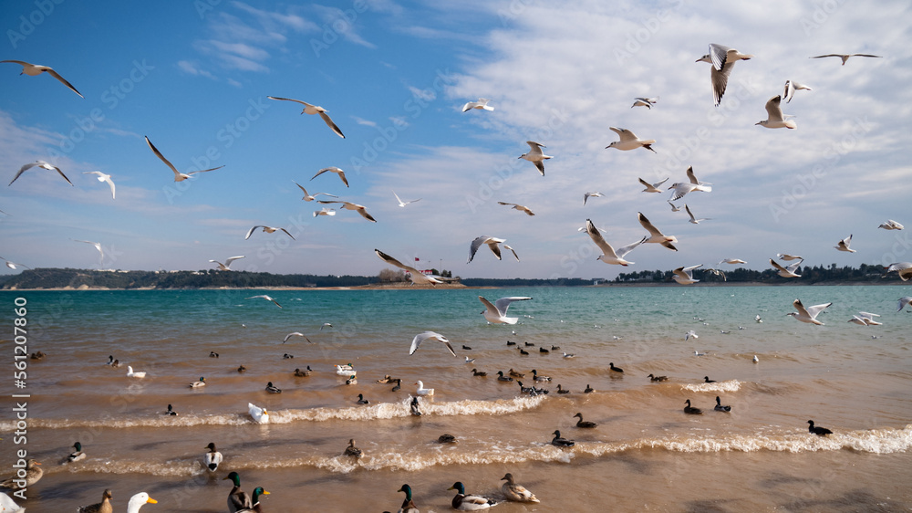 seagulls on the beach