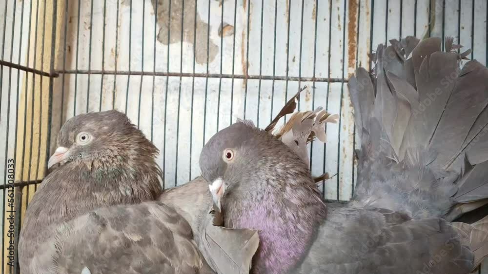4k footage of Beautiful pigeon in cage on birds market waiting for sell