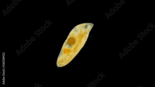worm flatworm Graffiellus croceus under a microscope, Polycystididae family, Turbellaria class, is a cosmopolitan living in both fresh and salt water. White Sea photo