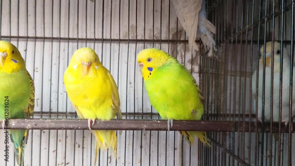 Vidéo Stock 4k footage of Beautiful pigeon in cage on birds market