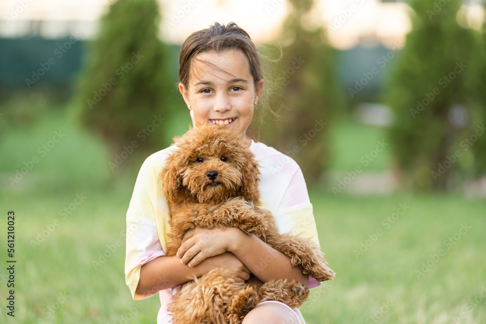 a little girl with Adorable Maltese and Poodle mix Puppy or Maltipoo dog a little girl with Adorable Maltese and Poodle mix Puppy or Maltipoo dog