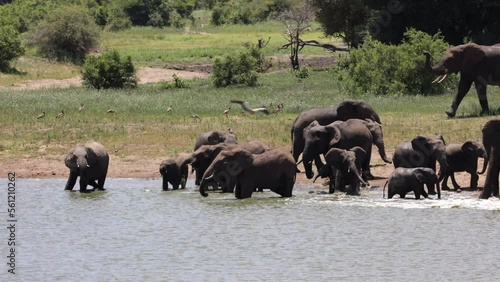 Thirsty elephants at the waterhole