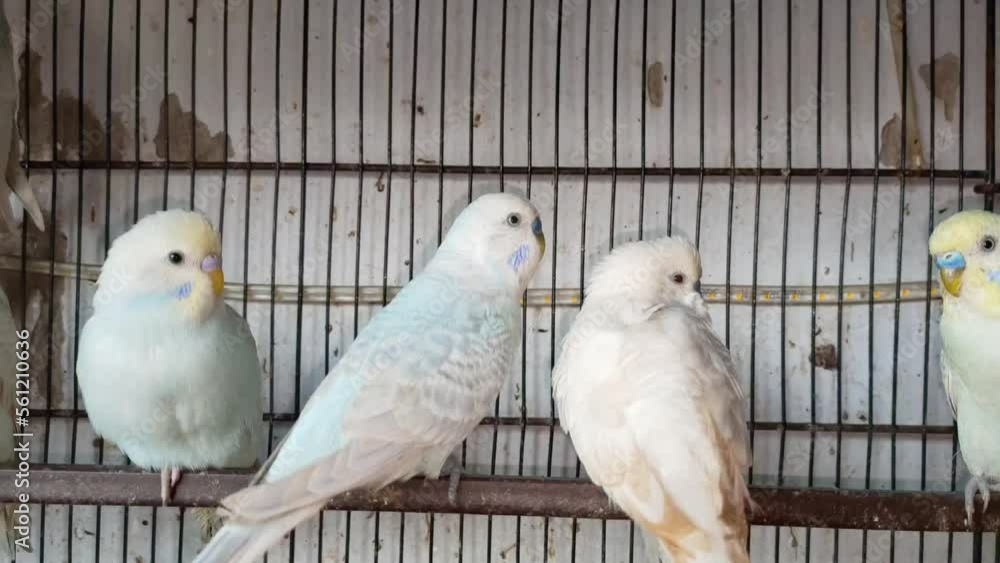 4k footage of Beautiful pigeon in cage on birds market waiting for sell