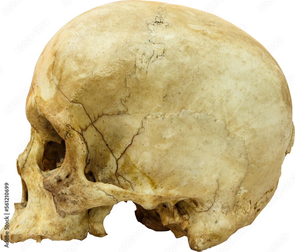 Human skull ( sapiens ) Human skull ( sapiens )